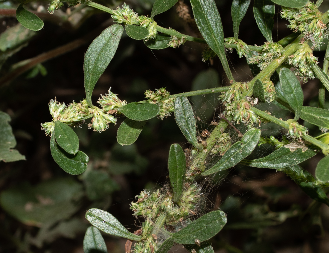 Изображение особи Amaranthus tuberculatus.