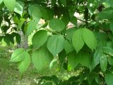 Philadelphus tenuifolius