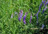 Vicia cracca