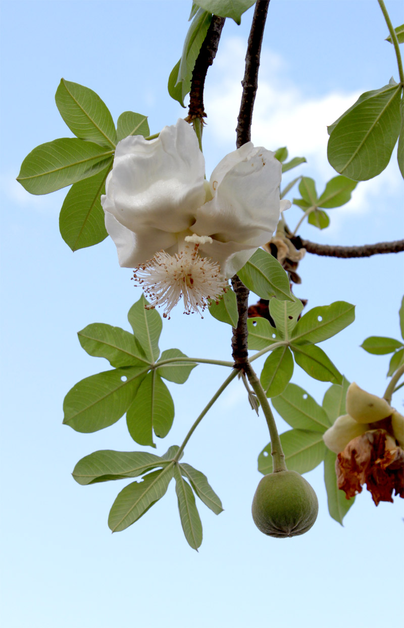 Изображение особи Adansonia digitata.