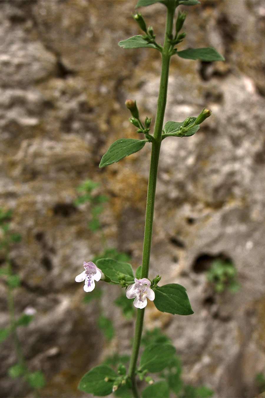 Image of Clinopodium spruneri specimen.