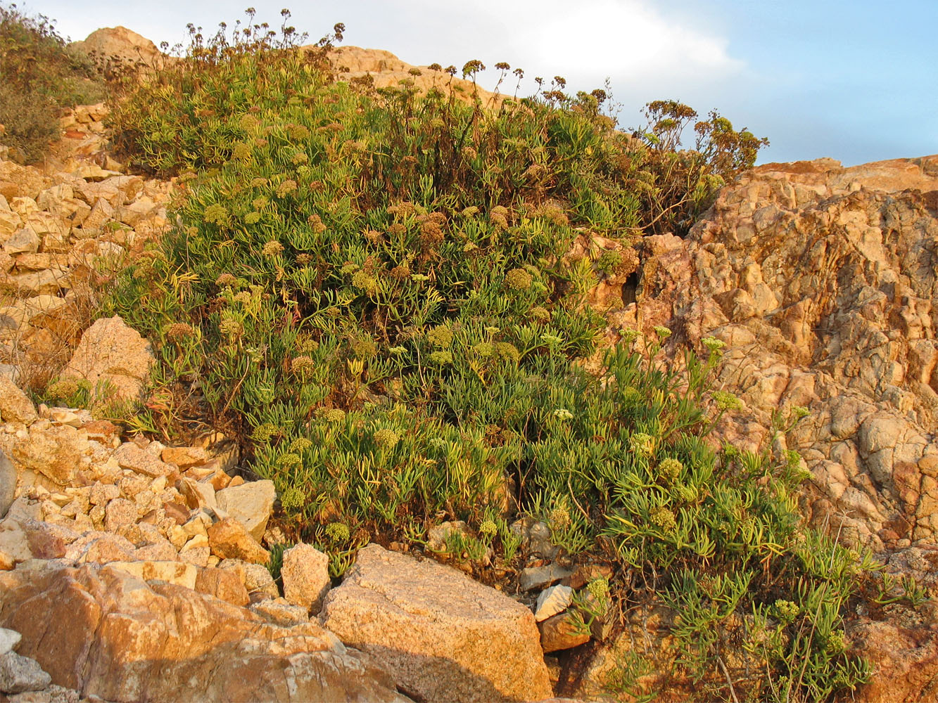 Image of Crithmum maritimum specimen.