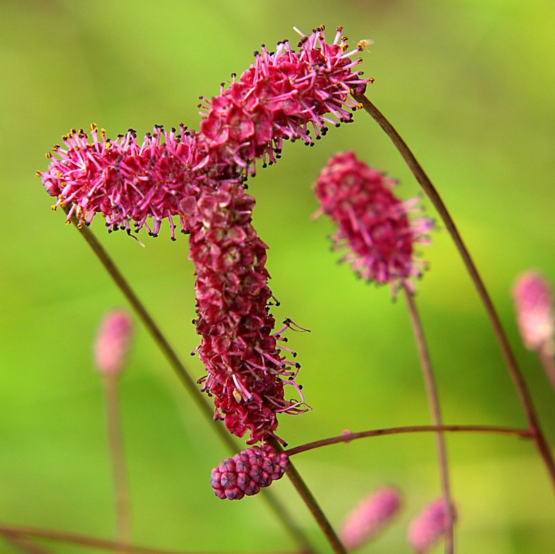 Image of Sanguisorba tenuifolia specimen.