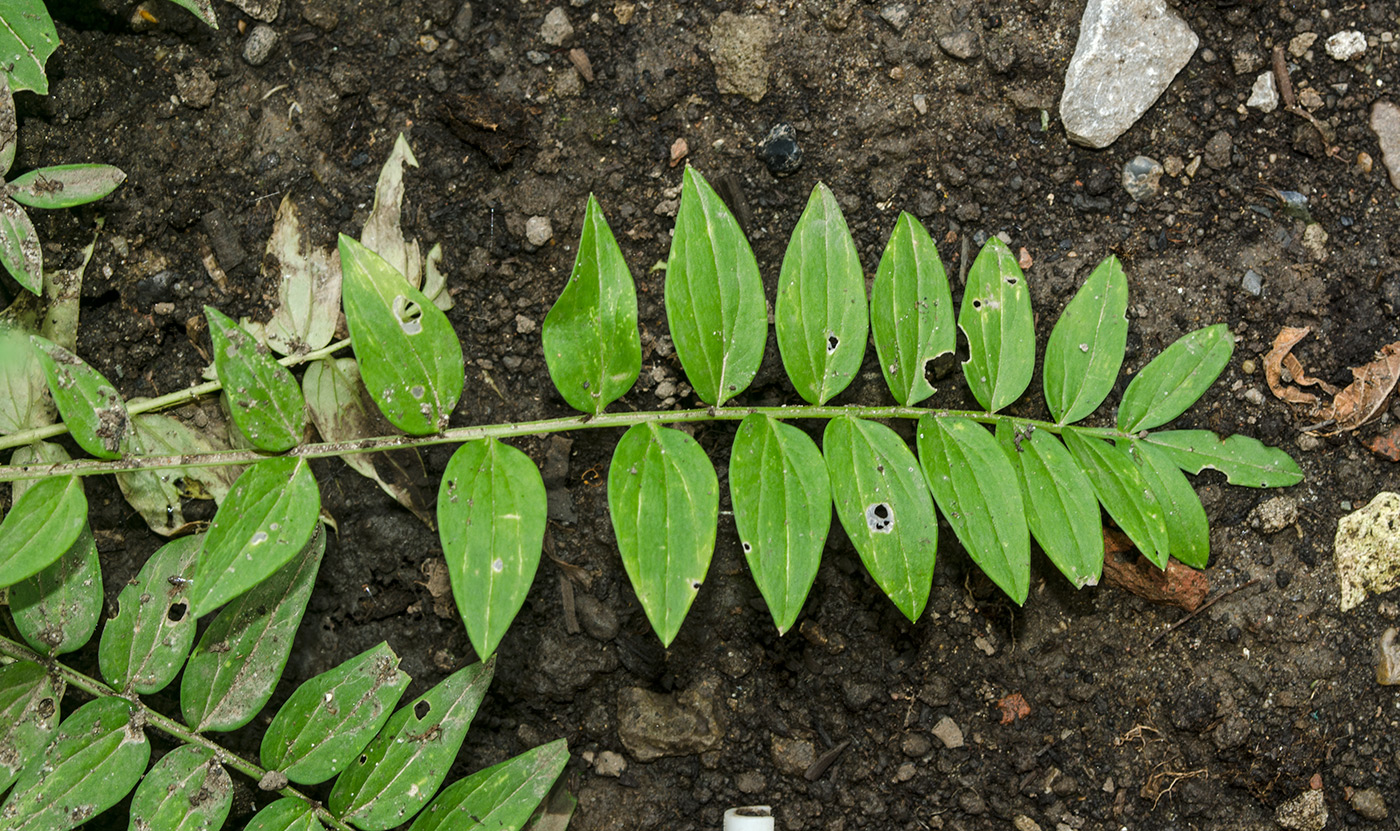 Image of genus Polemonium specimen.