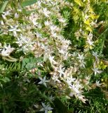 Sedum pallidum ssp. bithynicum