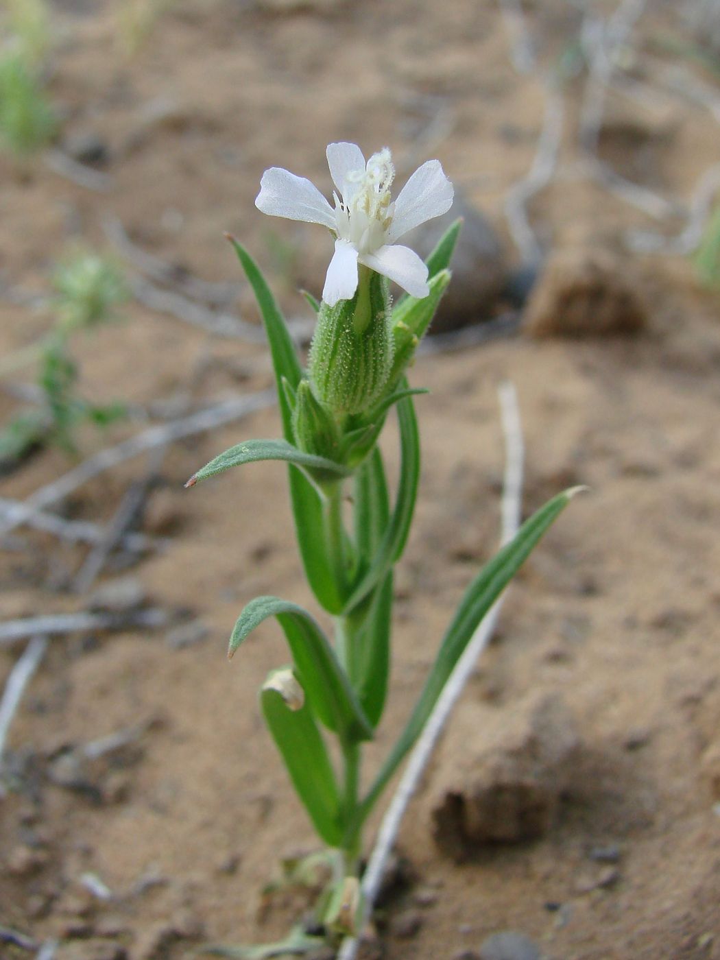 Image of Pleconax coniflora specimen.