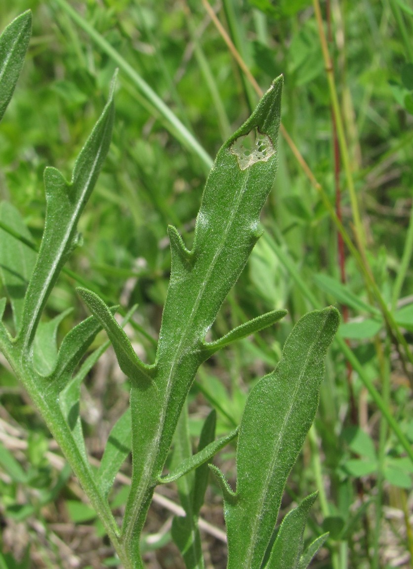 Изображение особи род Centaurea.