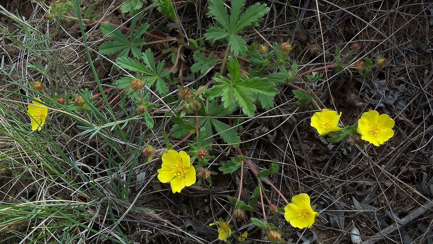 Image of Potentilla humifusa specimen.