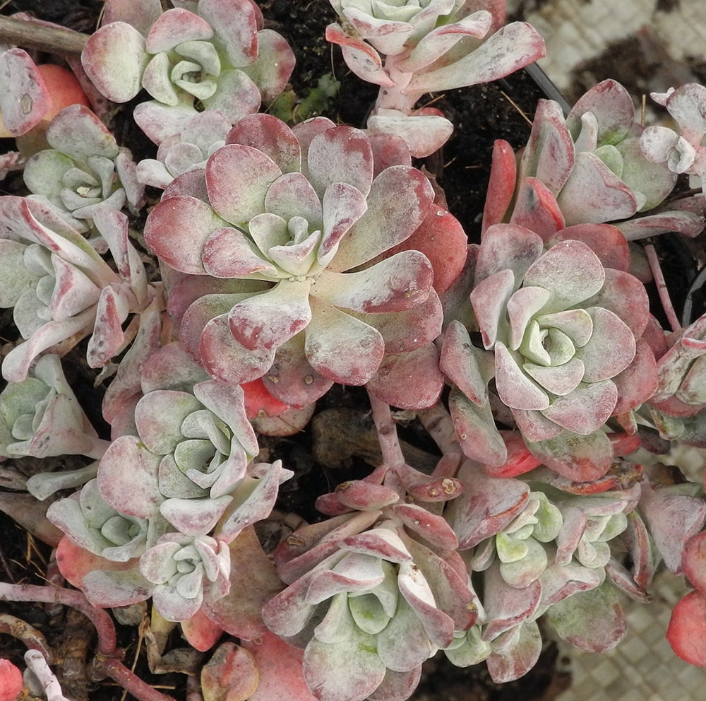 Изображение особи Sedum spathulifolium.
