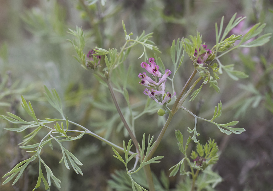 Image of Fumaria parviflora specimen.