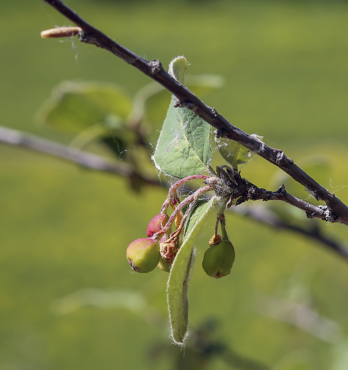 Image of Cotoneaster melanocarpus specimen.