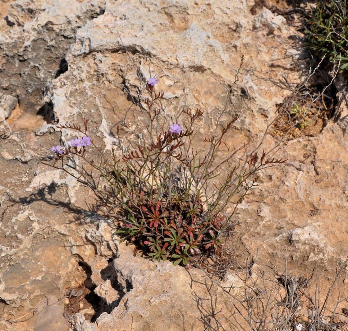 Изображение особи Limonium virgatum.