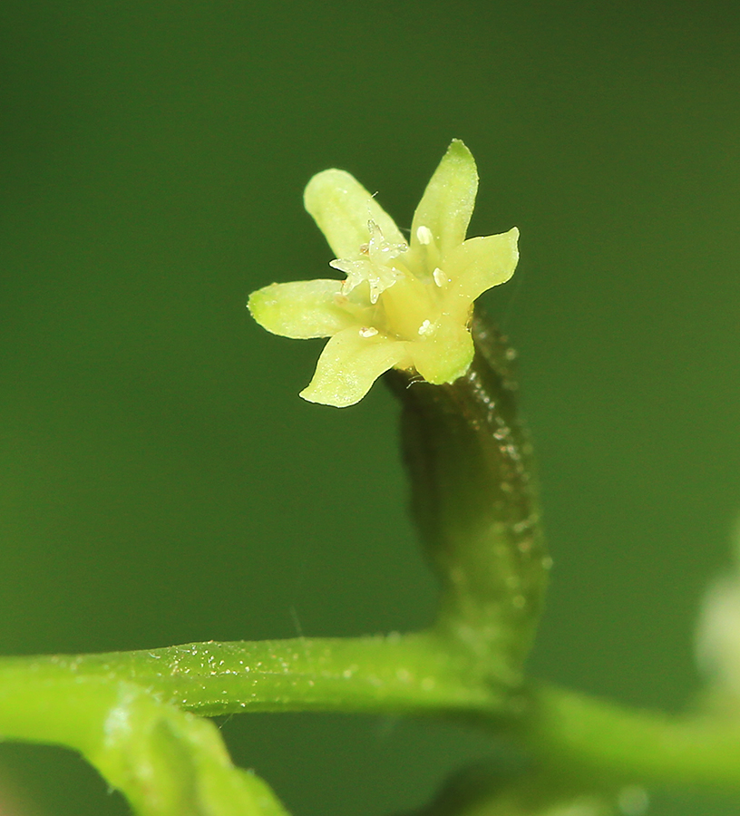 Image of Dioscorea nipponica specimen.