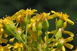 Senecio schwetzowii