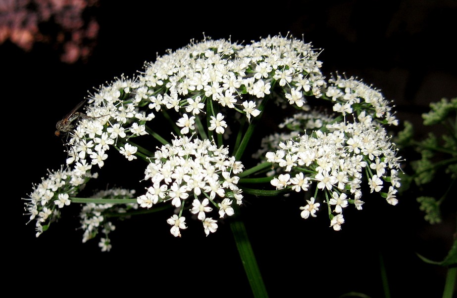 Изображение особи Aegopodium podagraria ssp. nadeshdae.