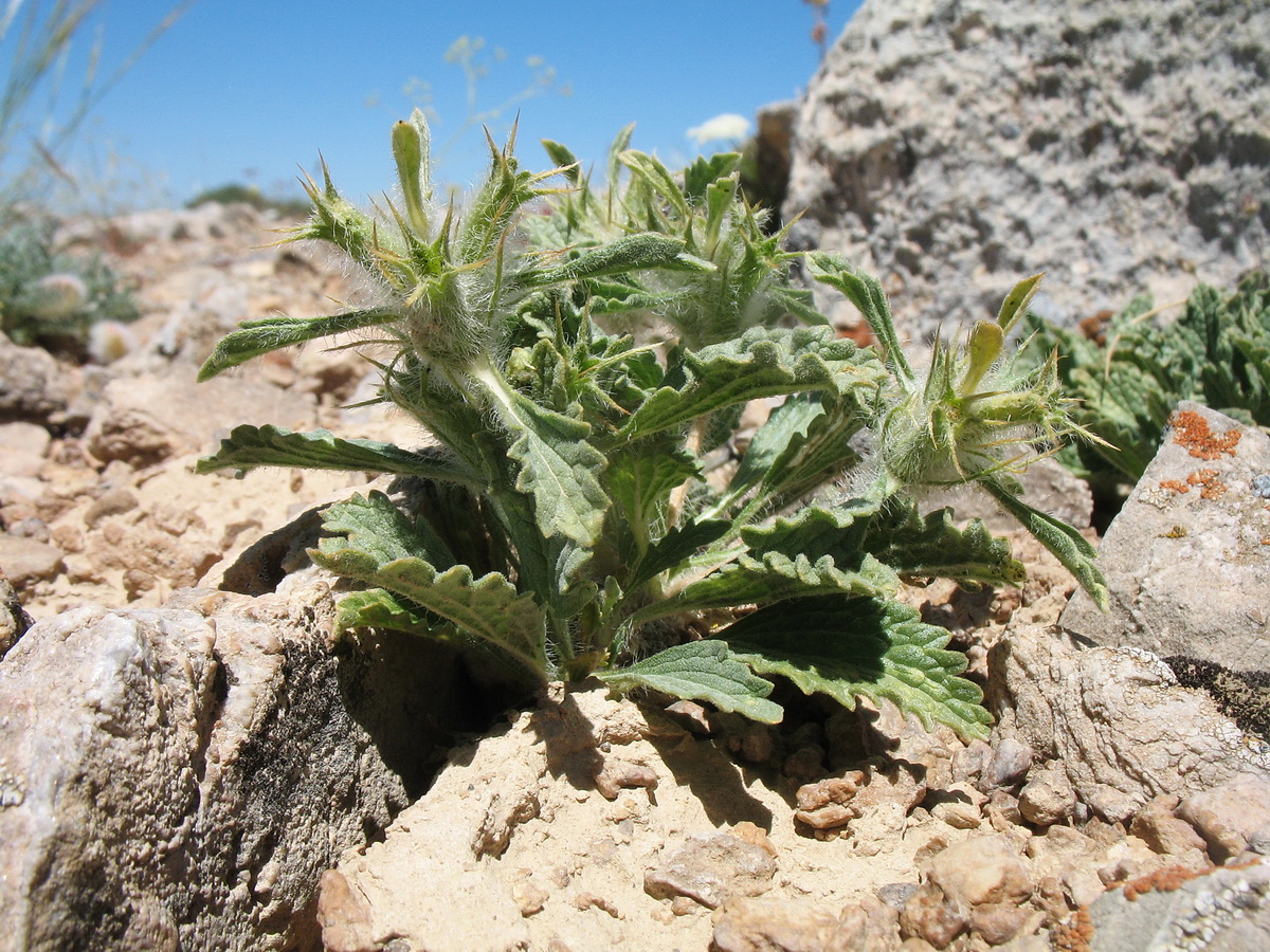 Image of Phlomoides boraldaica specimen.