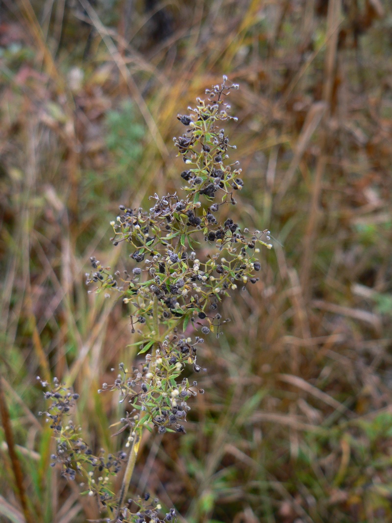 Изображение особи Galium verum.