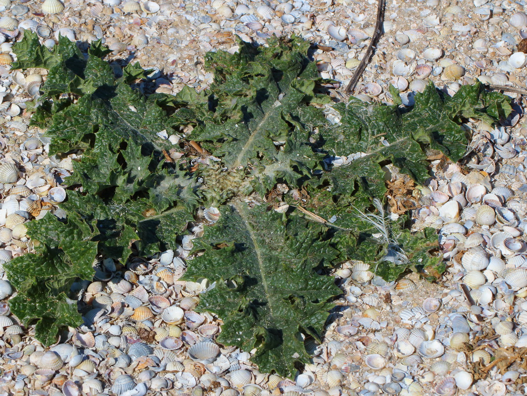 Image of Onopordum acanthium specimen.