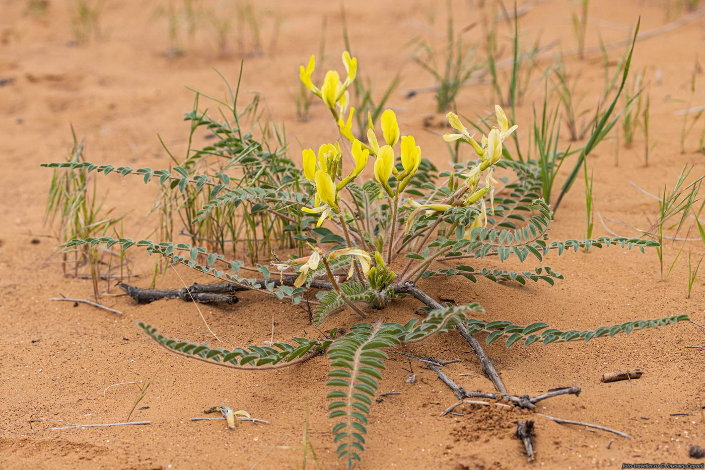 Изображение особи Astragalus longipetalus.