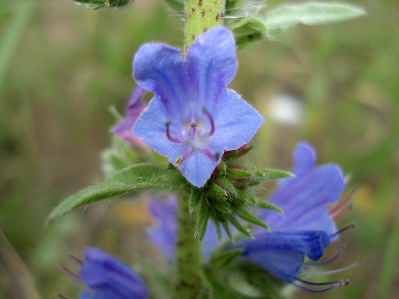 Изображение особи Echium vulgare.