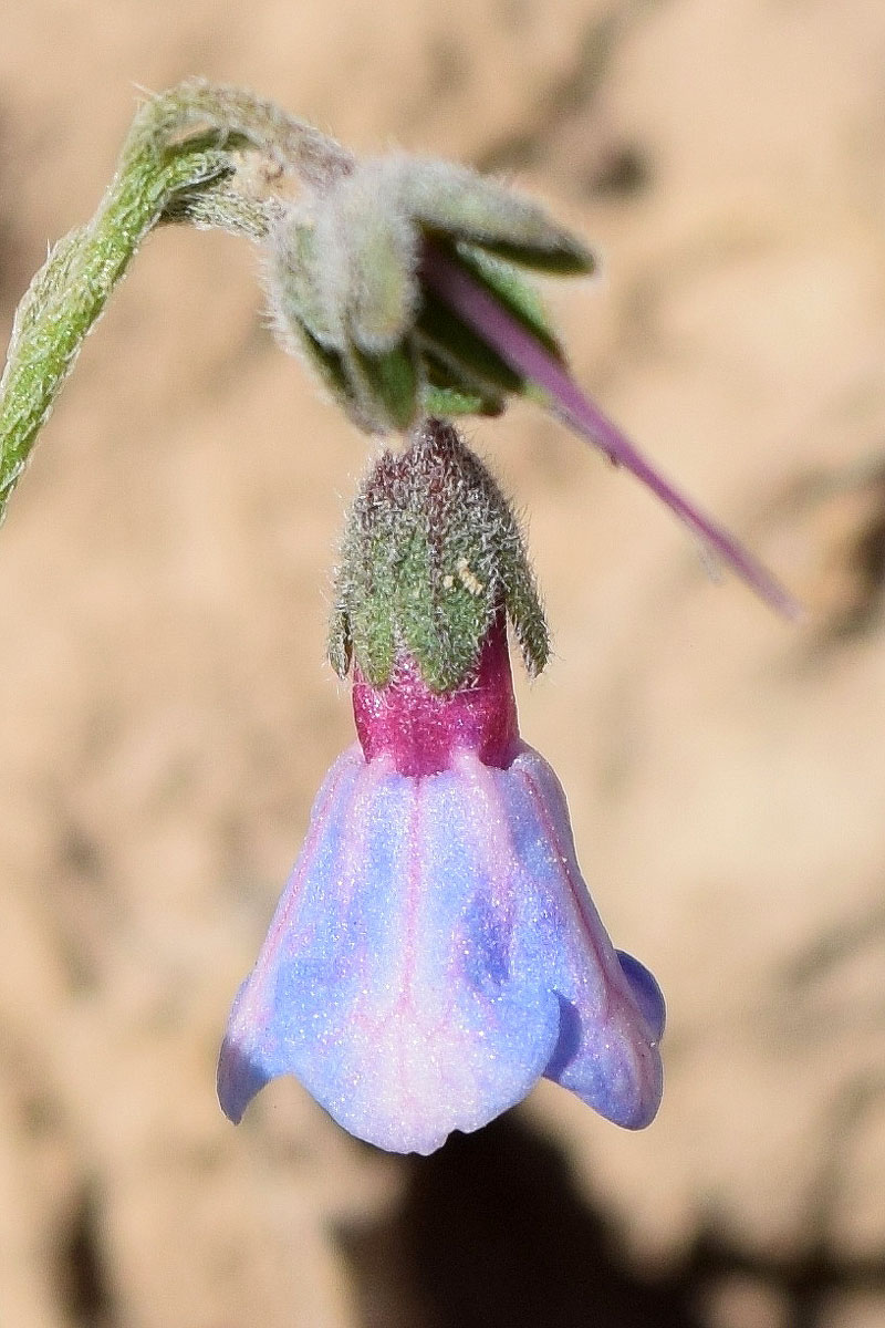 Image of Lindelofia macrostyla specimen.