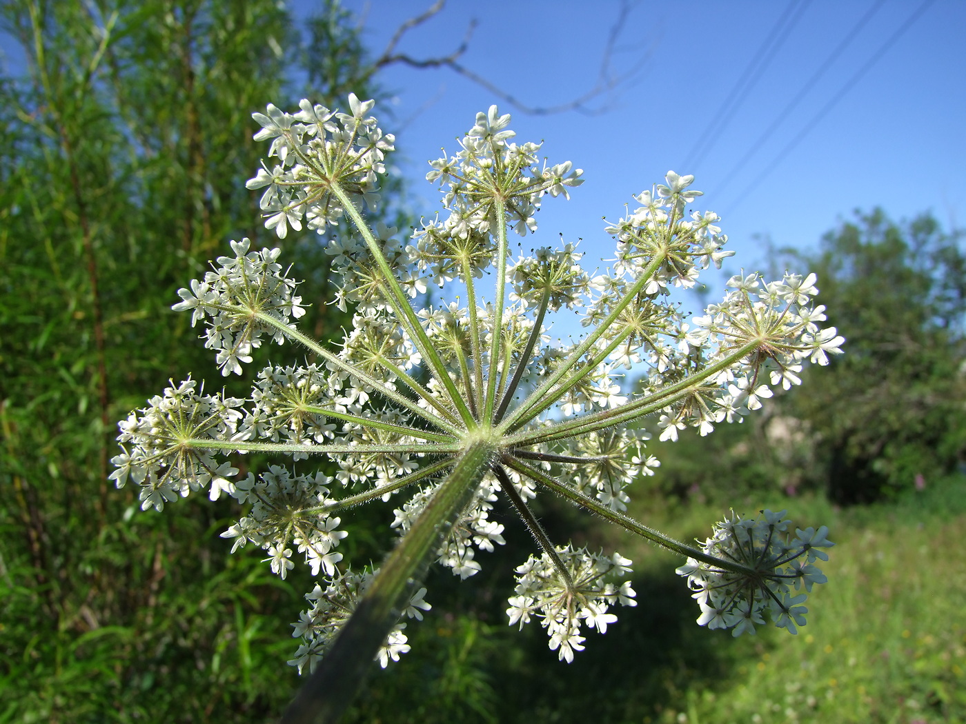 Изображение особи Heracleum dissectum.