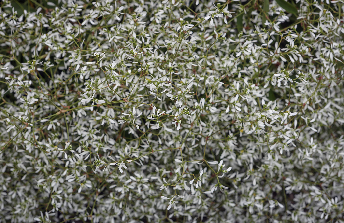 Image of Euphorbia graminea specimen.