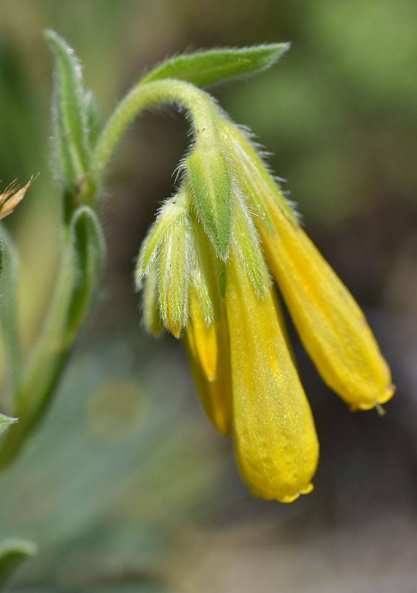 Image of Onosma caucasica specimen.