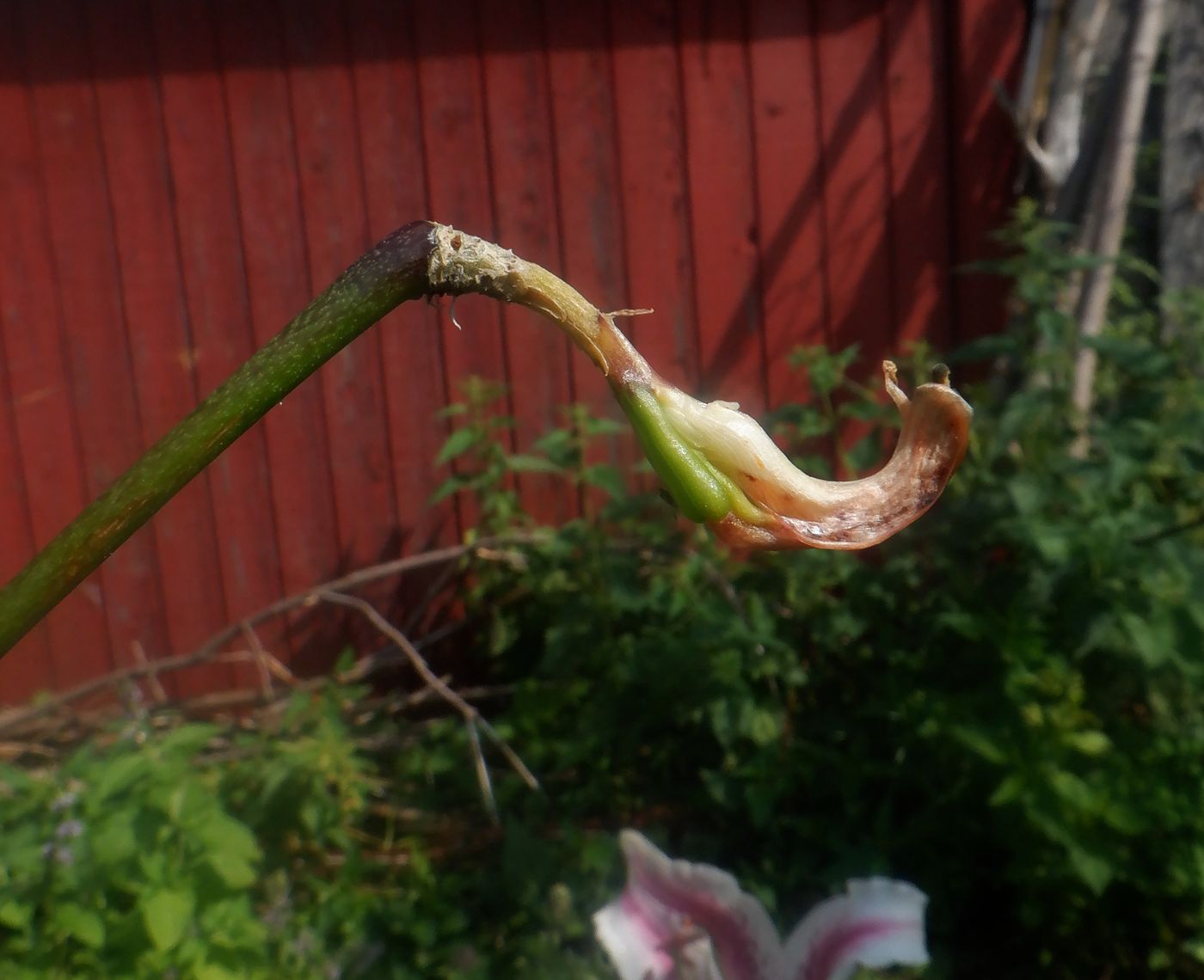 Image of Lilium lancifolium specimen.