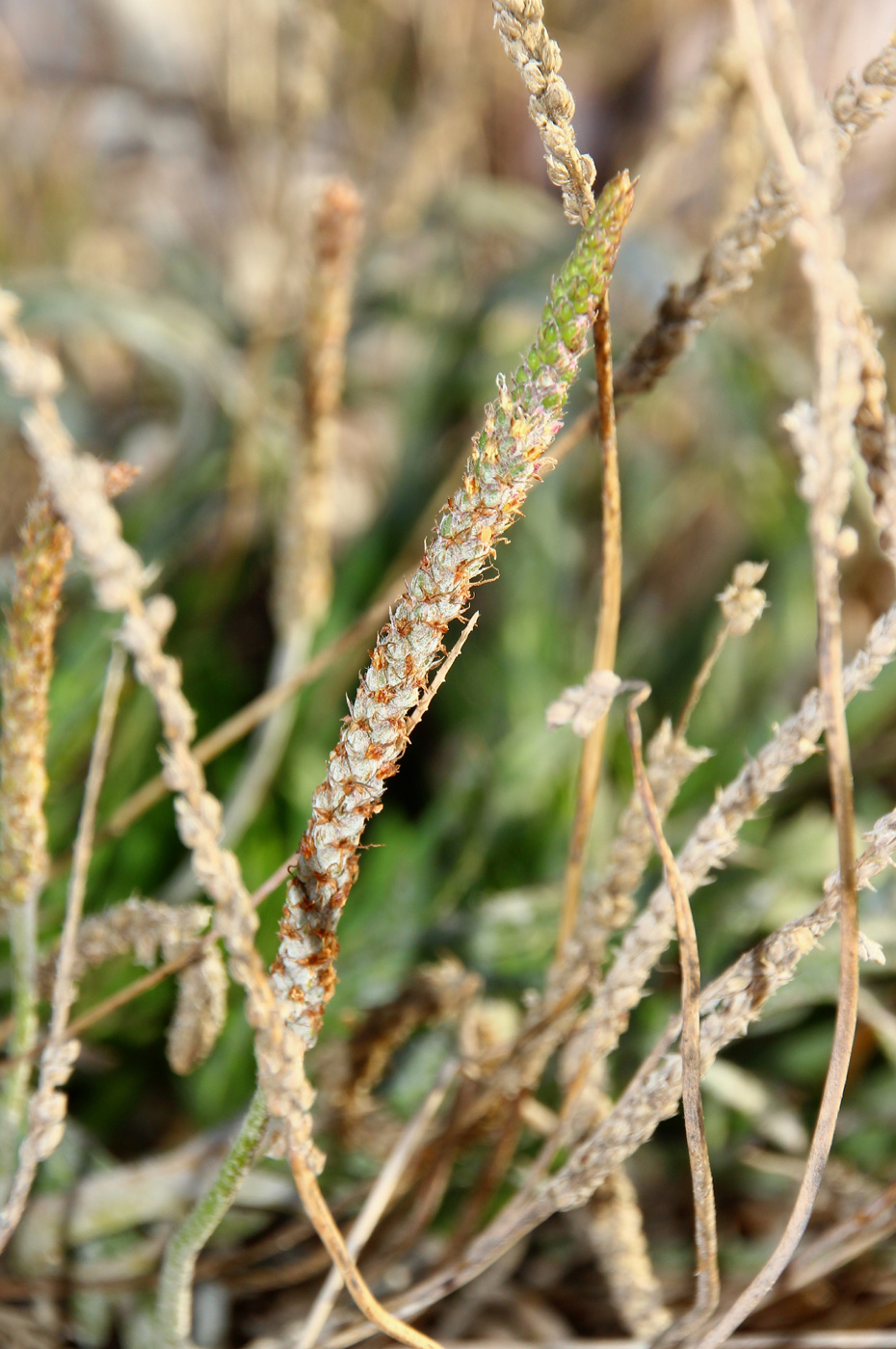 Изображение особи Plantago coronopus.