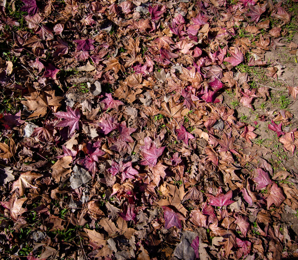 Изображение особи Liquidambar styraciflua.