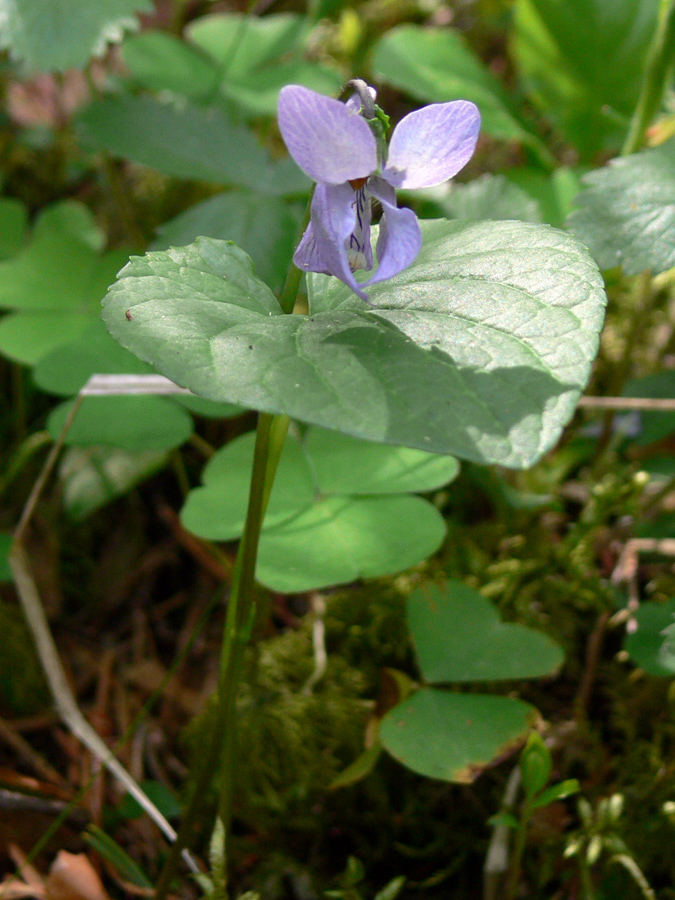 Image of Viola epipsila specimen.