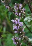 Phlomoides tuberosa. Верхушки отцветающих соцветий. Алтайский край, Змеиногорский р-н, восточный берег оз. Колыванское, заросли кустарников у воды. 28.06.2021.