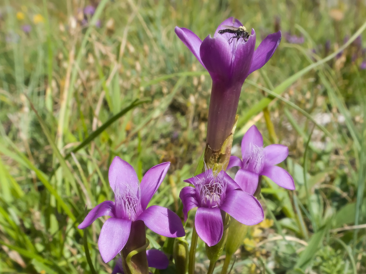 Изображение особи Gentianella caucasea.