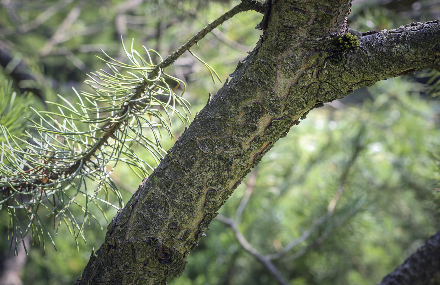 Изображение особи Pinus uncinata.