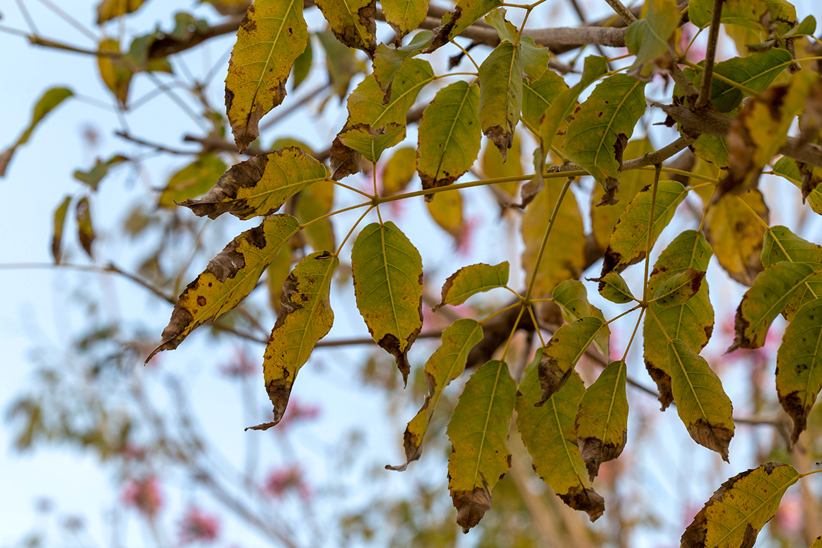 Image of Tabebuia impetiginosa specimen.