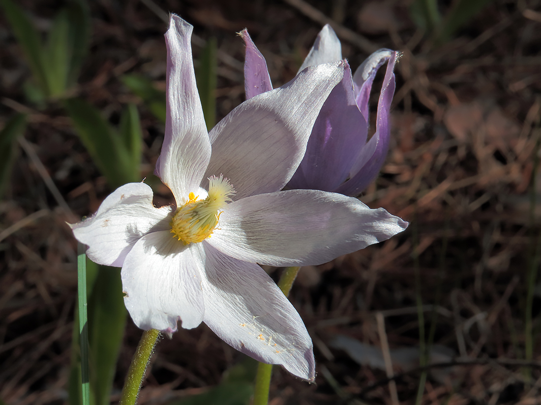 Изображение особи Pulsatilla patens.