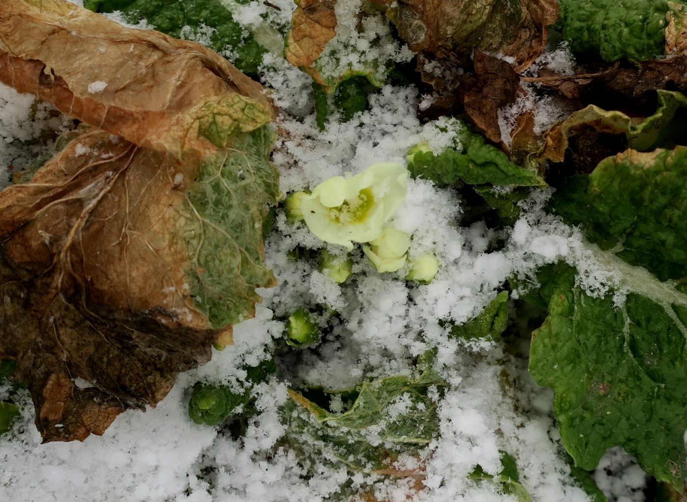 Изображение особи Primula vulgaris.