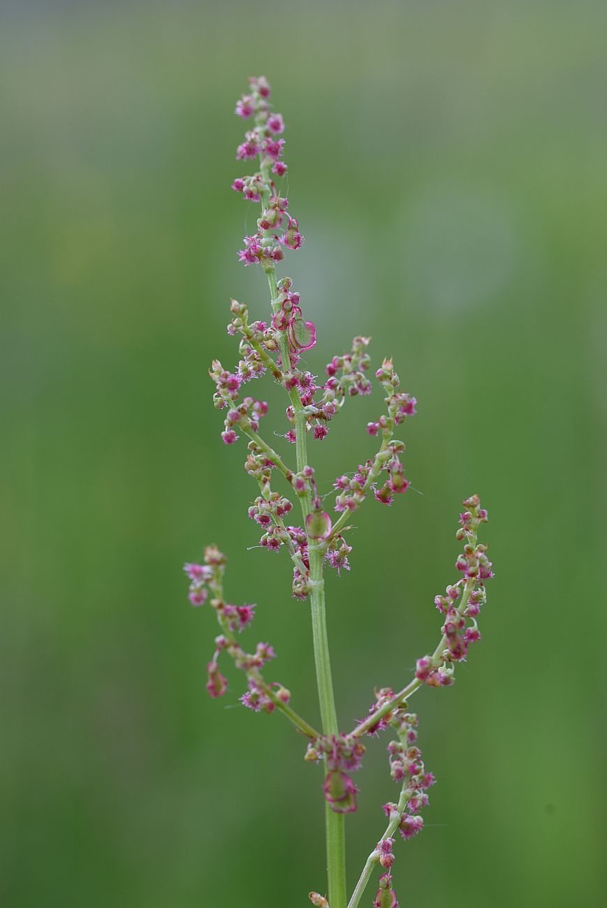 Image of Rumex acetosa specimen.