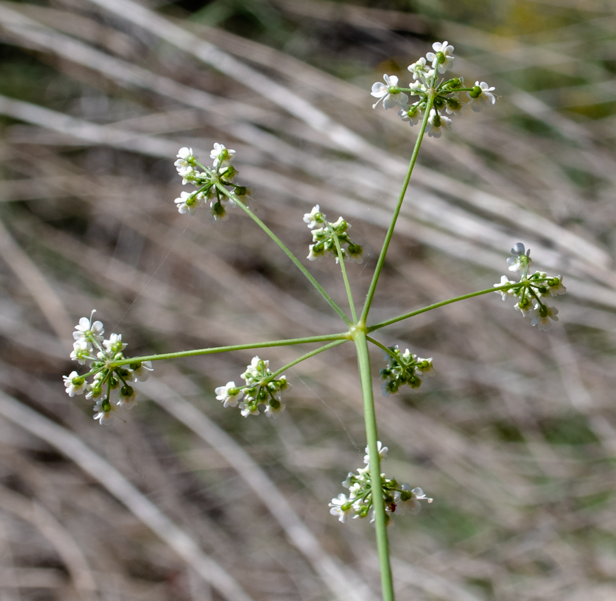 Изображение особи Pimpinella peregrina.