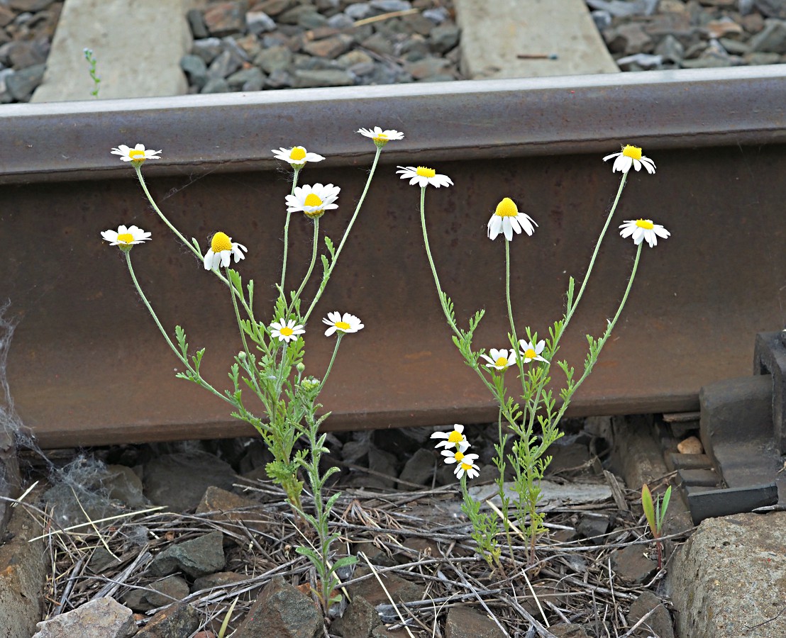 Image of Anthemis ruthenica specimen.