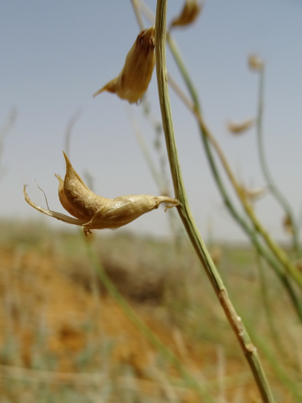 Изображение особи Astragalus amarus.