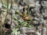 Linum alexeenkoanum. Верхушка побега со вскрывающимся плодом. Кабардино-Балкария, Эльбрусский р-н, окр. г. Тырныауз, ок. 1200-1300 м н.у.м., каменистый склон. 01.08.2022.