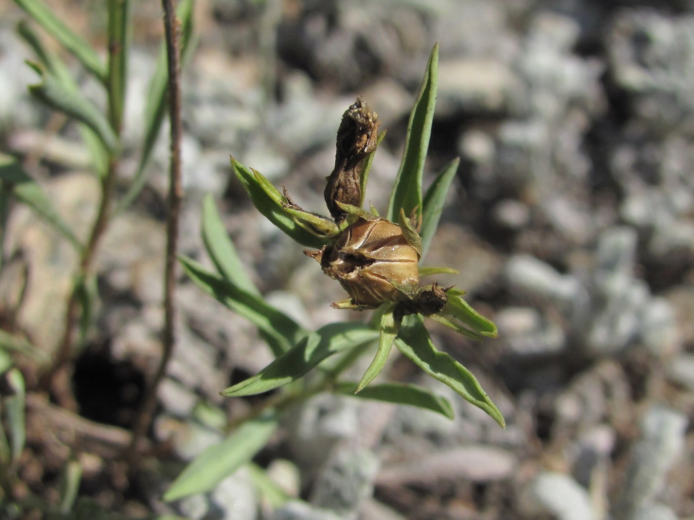 Image of Linum alexeenkoanum specimen.