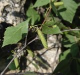 Betula pendula. Фрагмент ветви с соплодием. Республика Ингушетия, Джейрахский р-н, нижнее течение р. Гулойхи, высота 1160 м н.у.м., берег старицы. 20 июня 2022 г.