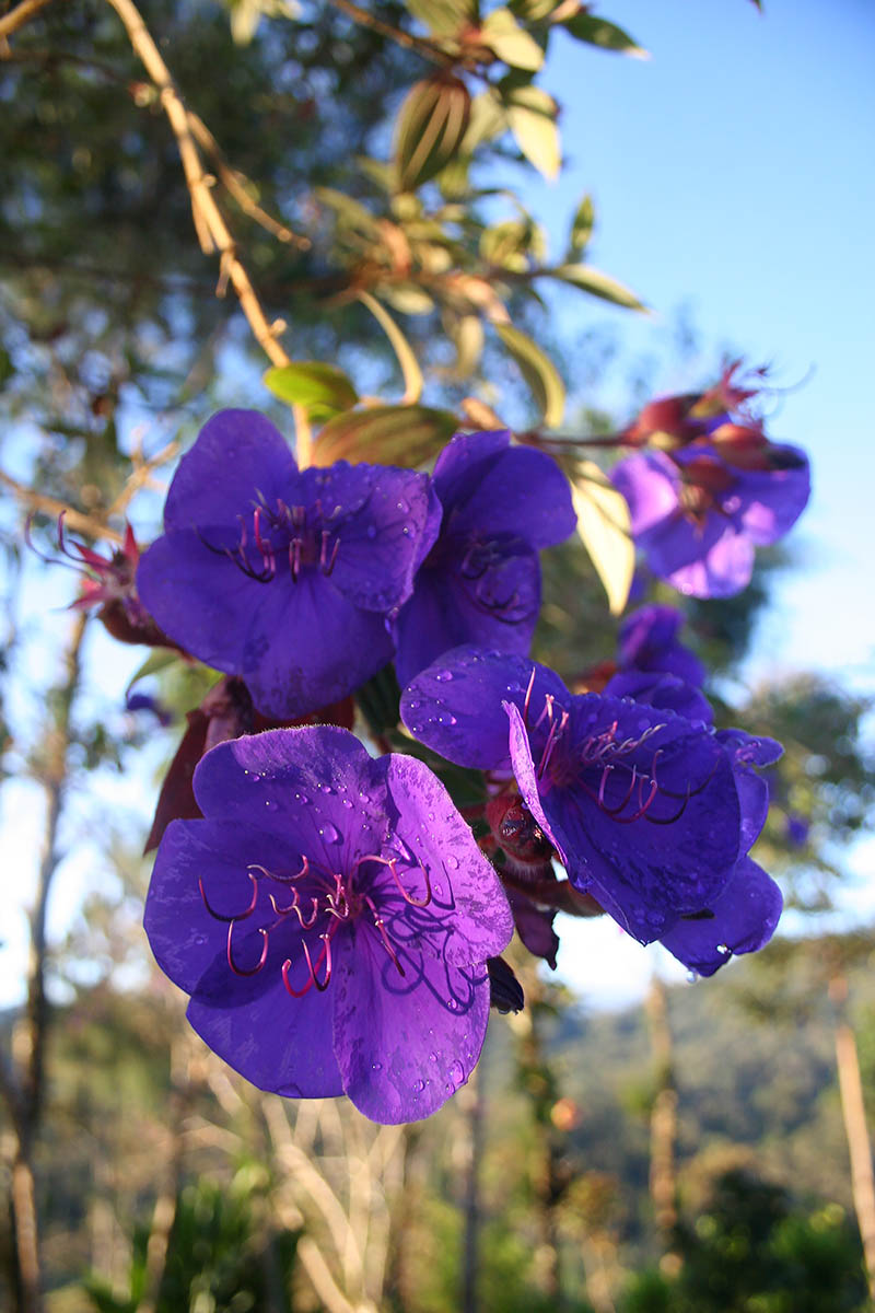 Изображение особи семейство Melastomataceae.