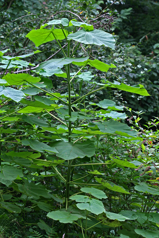 Image of Paulownia tomentosa specimen.