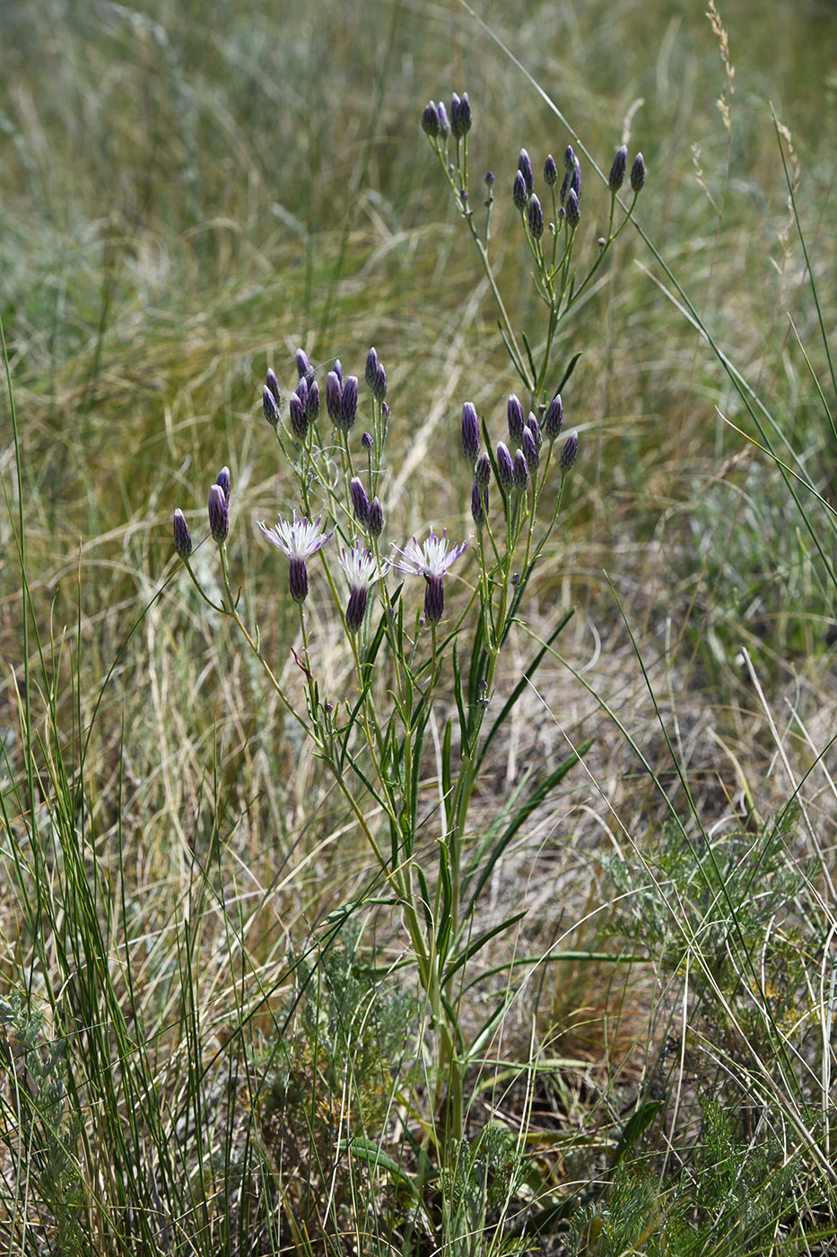 Image of Jurinea multiflora specimen.