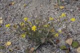 Hieracium filifolium. Цветущее растение. Ханты-Мансийский автономный округ — Югра, Октябрьский р-н, сельское поселение Курымкары, окр. пос. Горнореченск, правый берег р. Обь, песчаная осыпь. 03.09.2022.