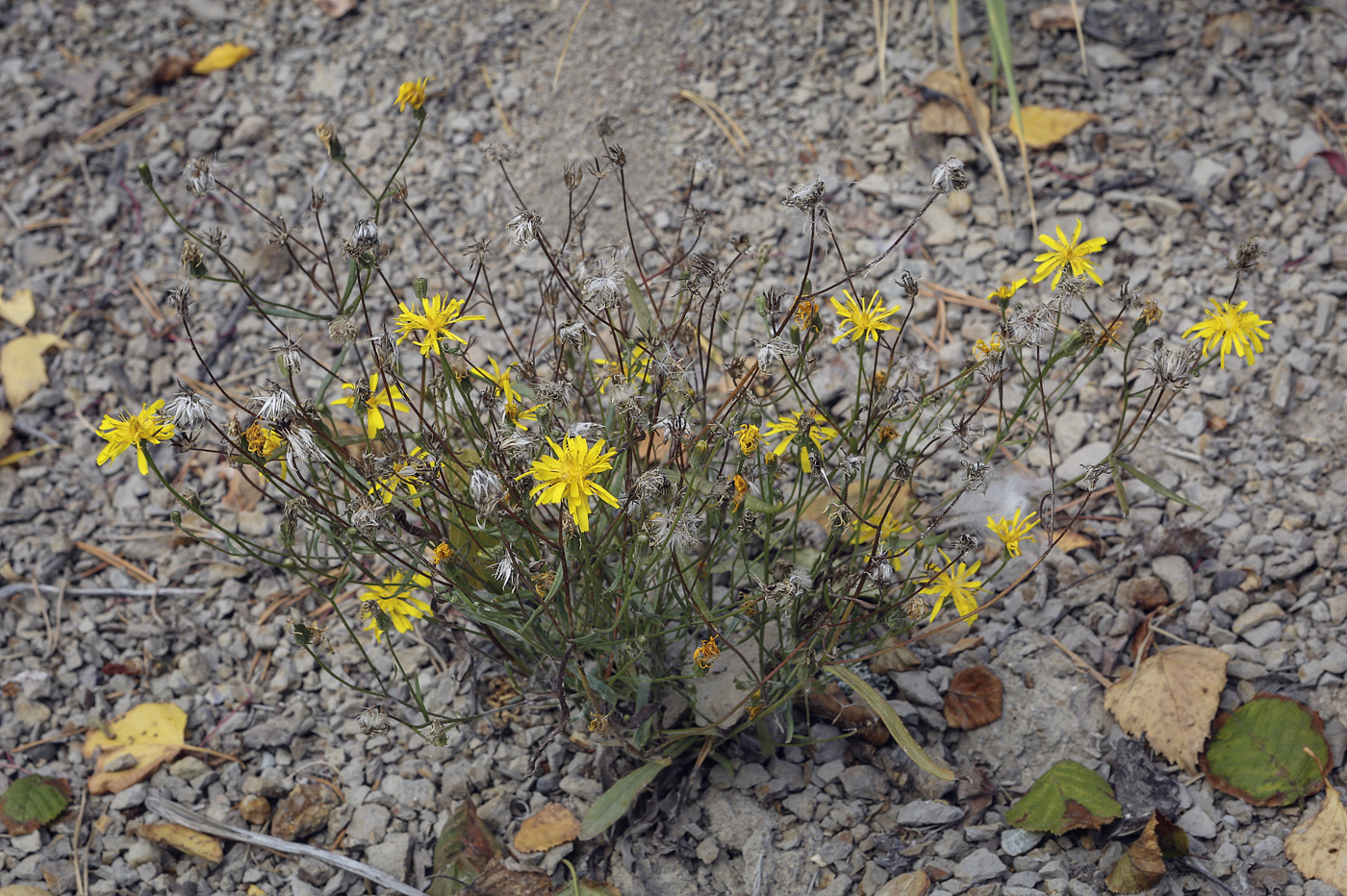 Image of Hieracium filifolium specimen.